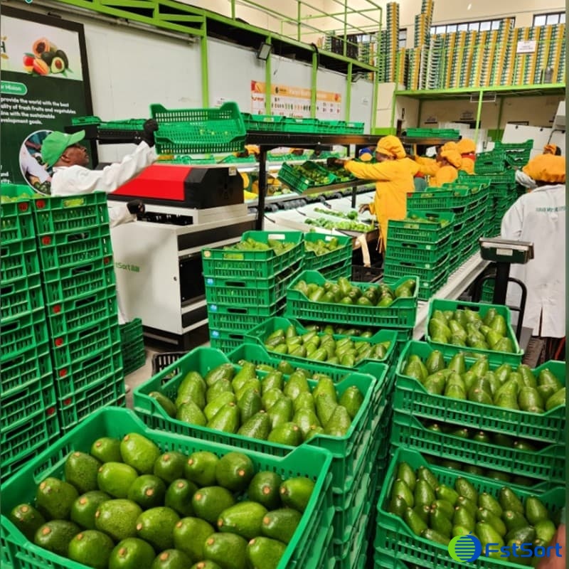 images/1739865045446máquina clasificadora de aguacate.jpg